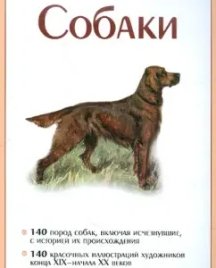 Собаки